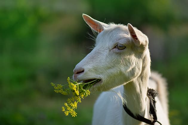 Goat eating grass