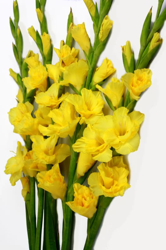 5 stem Yellow