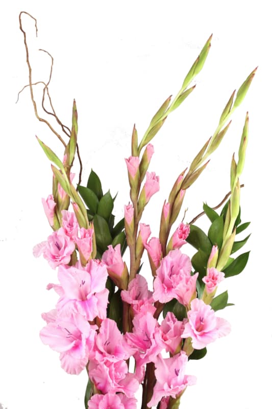 5 stem pink final