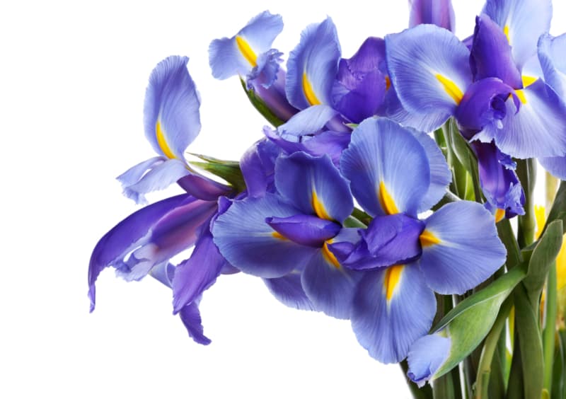 Blue Iris Flower