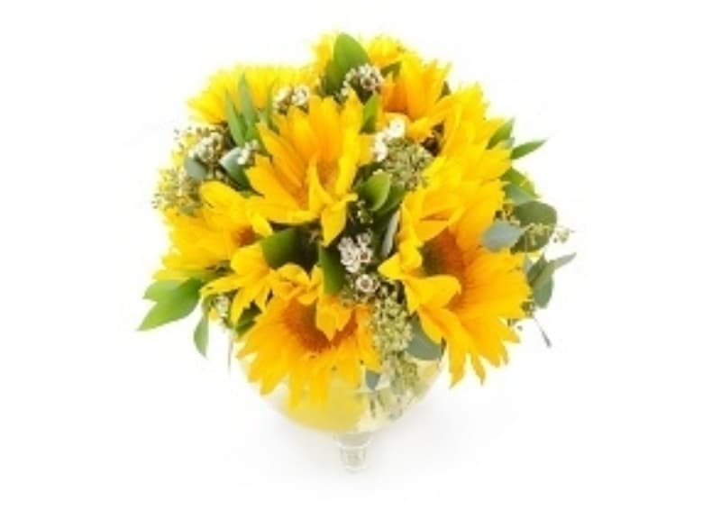 Citrussunflower