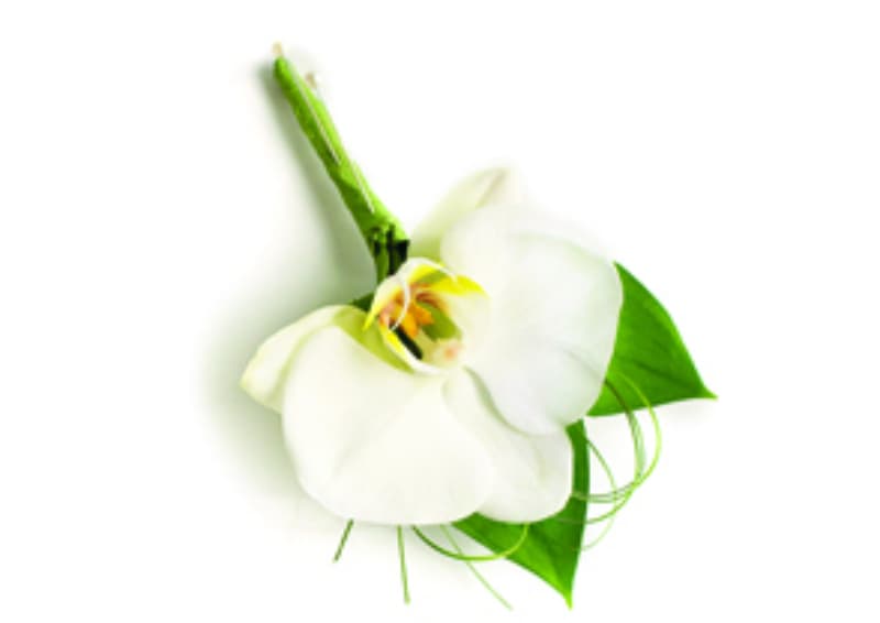 Delicacy Dream Boutonniere