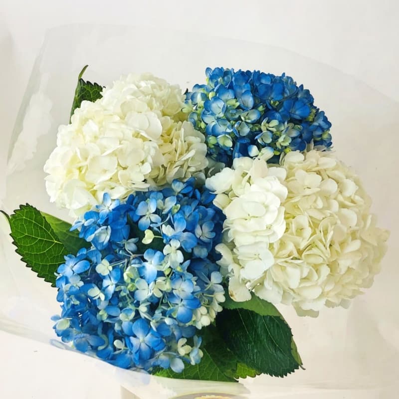 GEL Hydrangea 4 stem CB