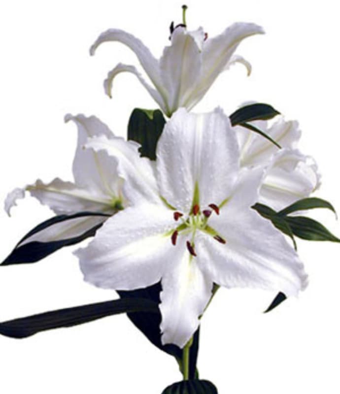 Opus One Blooming Bunches
