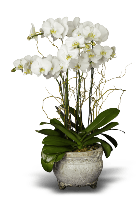 Orchid upgraded