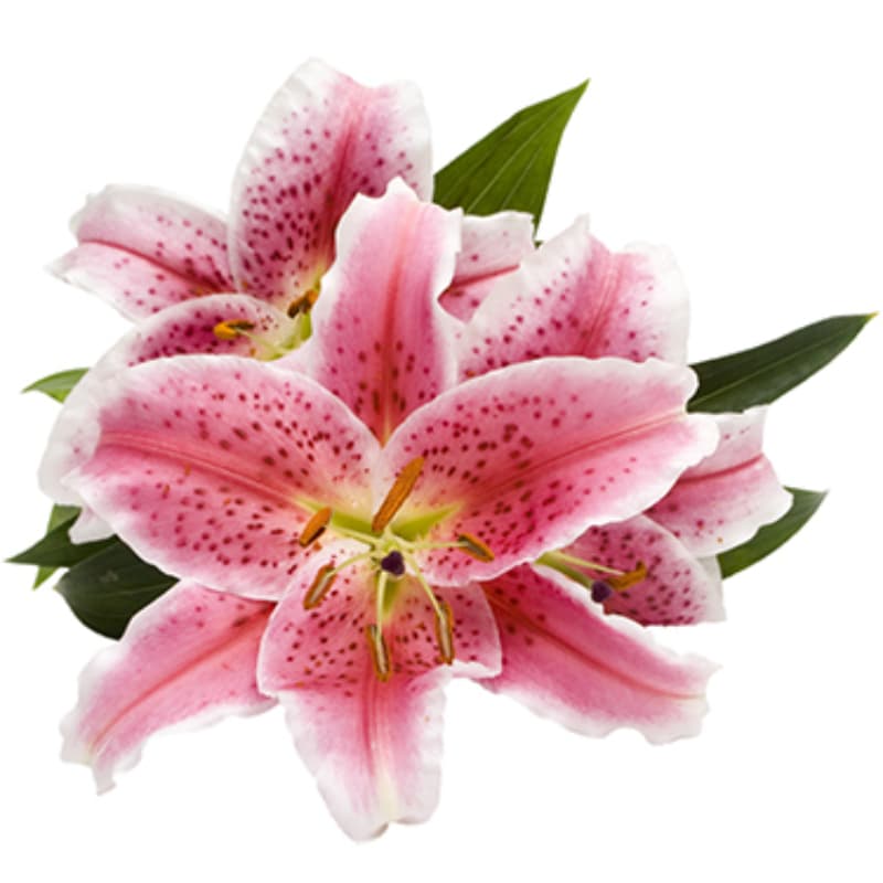 Orie Lily web