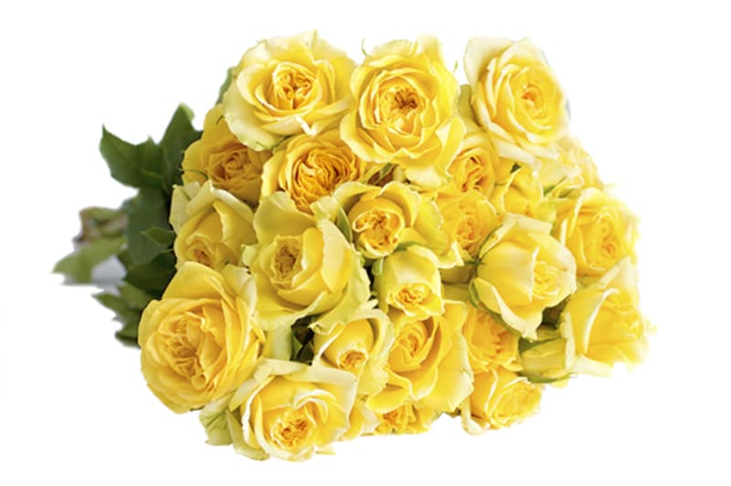 Spray Roses