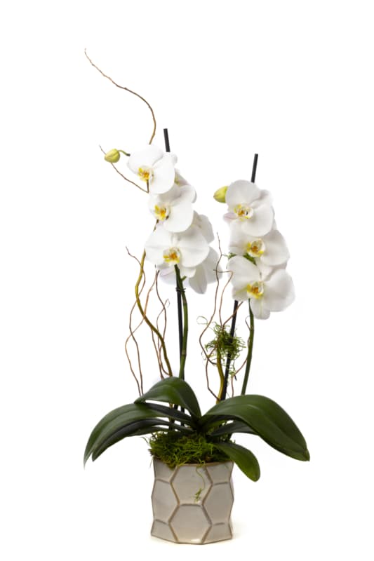 White Orchid