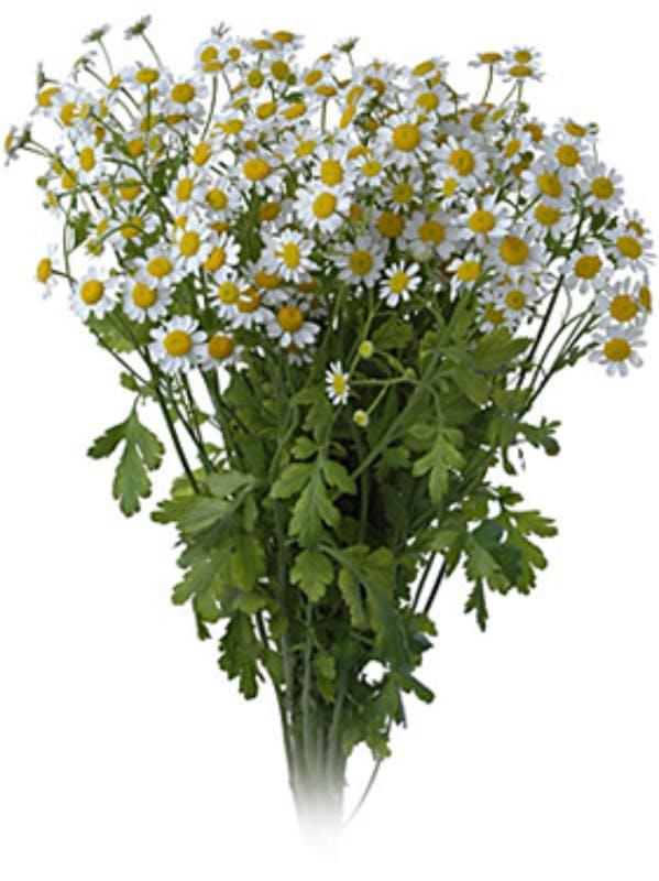 Chamomile White Daisy Blooming Bunches