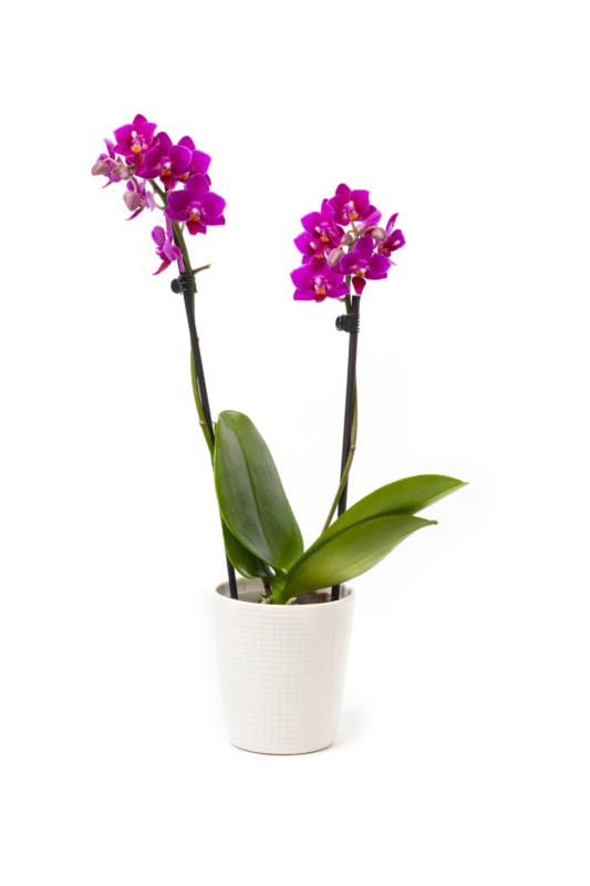 Micro Jewel Orchid