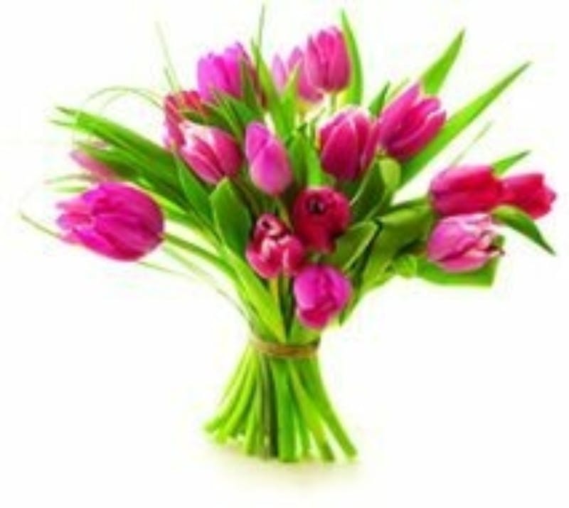 Pink Tulips Web