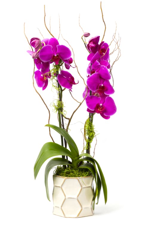Purple Phal Orchid