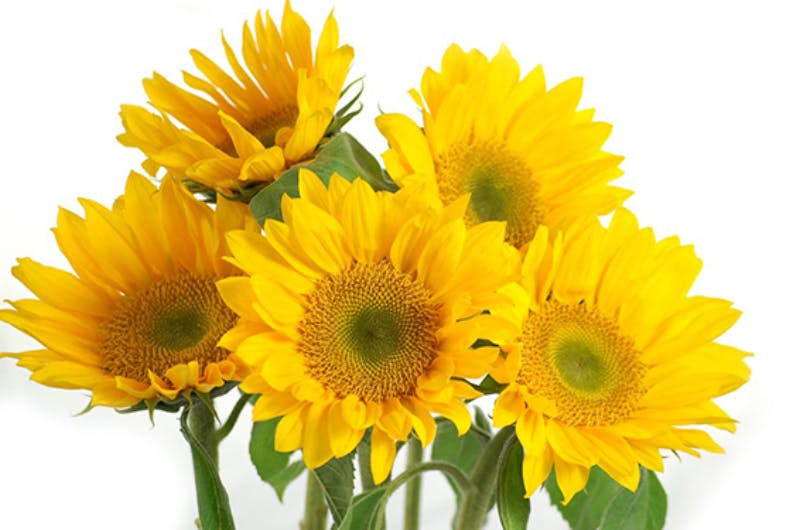 Sunflower Sunbeam 5stem B Blooming Bunches