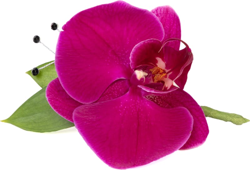 Purple Orchid Phael Boutonniere