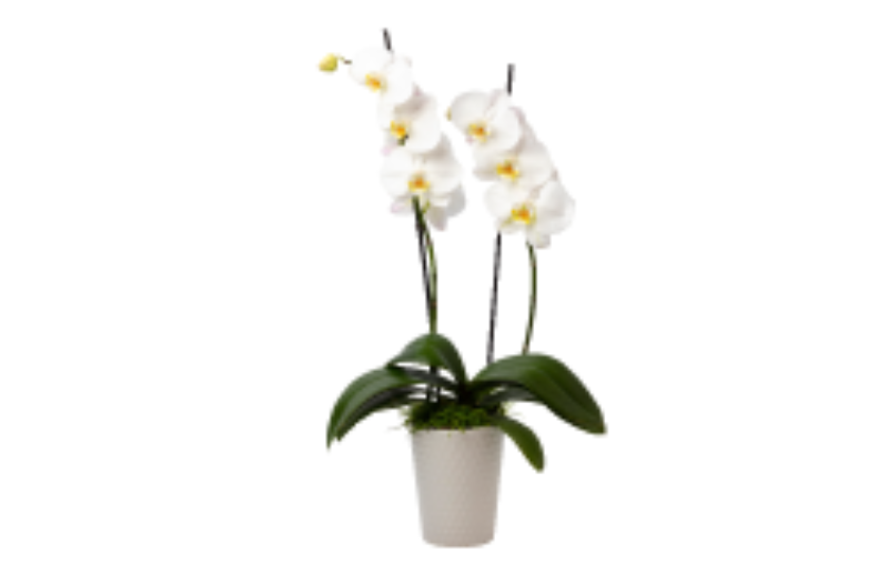 Ds orchid resized