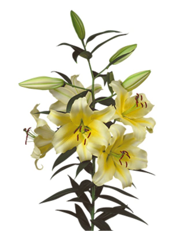 Lily oriental conca dor yellow 003