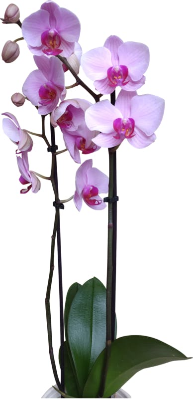 Purple double spike orchid on white